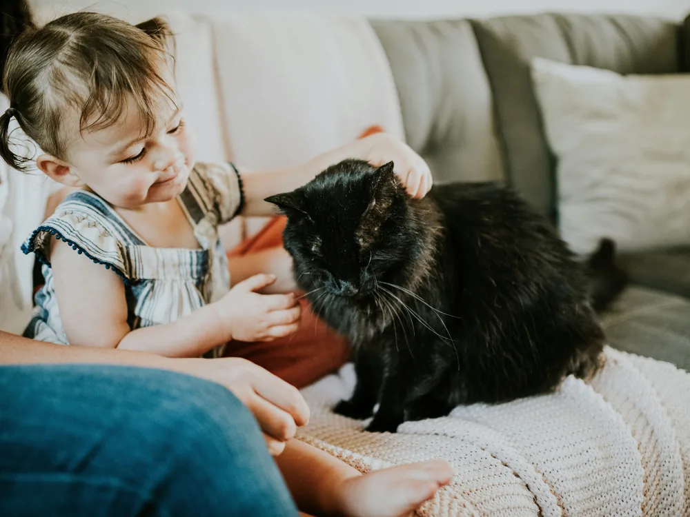 Niña acariciando con cariño a un gato negro en el sofá de casa